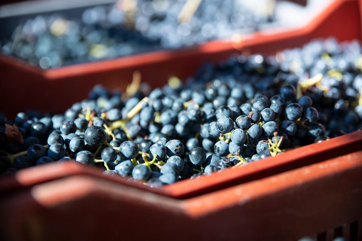 Raisins dans des caisses de vendanges