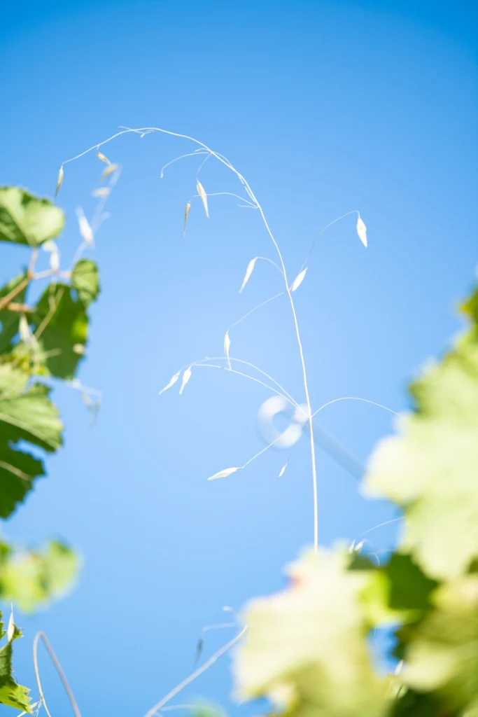 Ciel avec plante