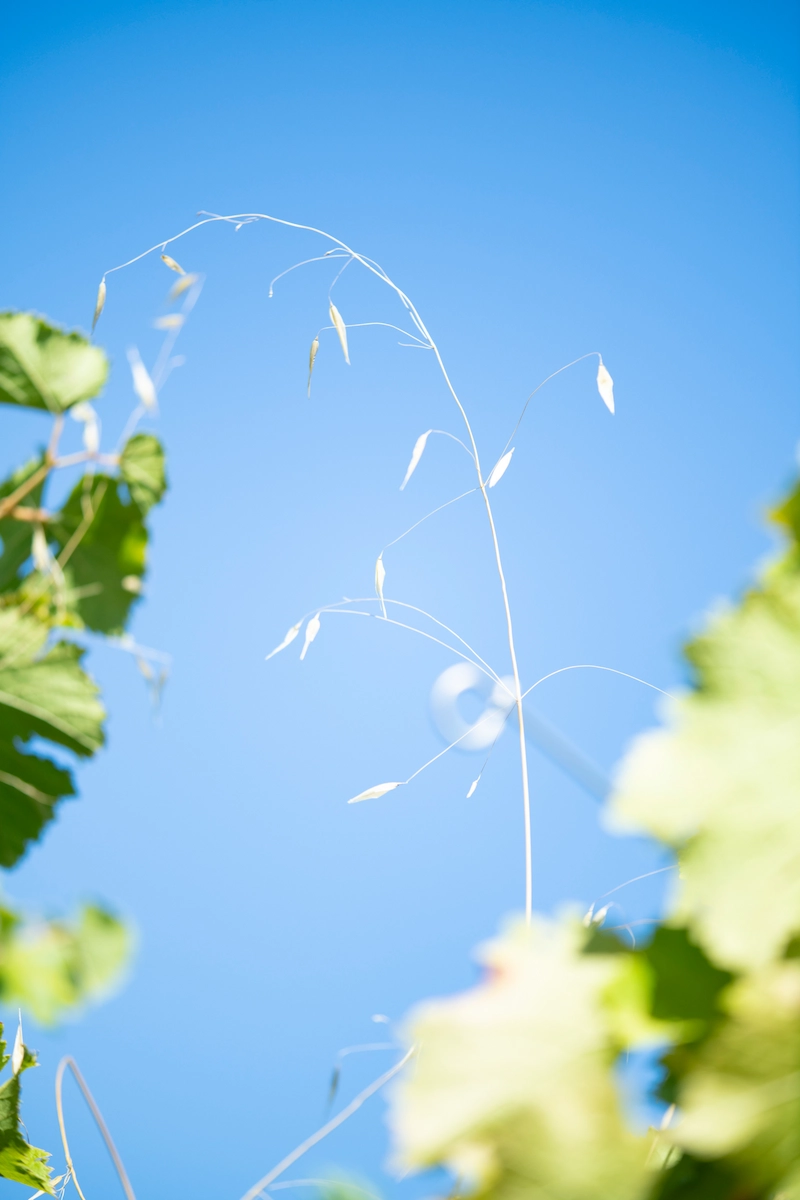 Ciel avec plante